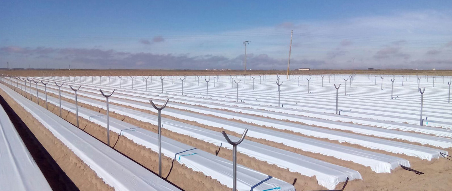 Cuna de Platero comienza los trabajos para plantar fresa en Ávila y poder ofrecer berries todo el año